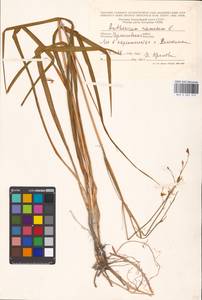 Anthericum ramosum L., Eastern Europe, North Ukrainian region (E11) (Ukraine)