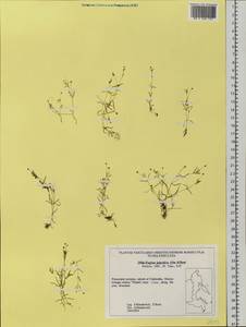 Sagina japonica (Sw. ex Steud.) Ohwi, Siberia, Russian Far East (S6) (Russia)