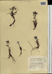 Pulsatilla patens subsp. multifida (Pritz.) Zāmelis, Siberia, Chukotka & Kamchatka (S7) (Russia)