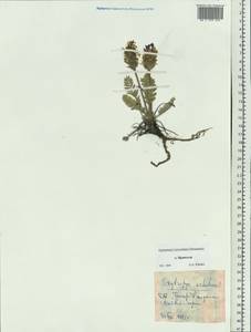 Oxytropis uschakovii Jurtzev, Siberia, Chukotka & Kamchatka (S7) (Russia)
