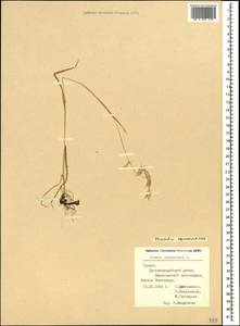Bromus squarrosus L., Caucasus, Georgia (K4) (Georgia)