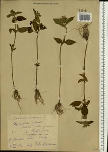 Galeopsis ladanum L., Eastern Europe, Eastern region (E10) (Russia)