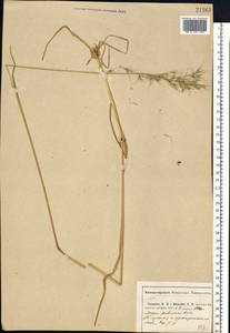 Avenula pubescens (Huds.) Dumort., Eastern Europe, Central region (E4) (Russia)