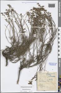 Limonium suffruticosum (L.) Kuntze, Middle Asia, Caspian Ustyurt & Northern Aralia (M8) (Kazakhstan)