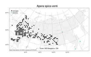 Apera spica-venti (L.) P.Beauv., Atlas of the Russian Flora (FLORUS) (Russia)