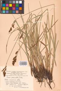 Carex paniculata L., Eastern Europe, West Ukrainian region (E13) (Ukraine)