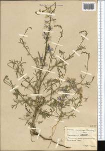 Delphinium camptocarpum Fisch. & C.A.Mey., Middle Asia, Karakum (M6) (Turkmenistan)