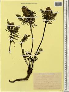 Pedicularis condensata M. Bieb., Caucasus, Krasnodar Krai & Adygea (K1a) (Russia)