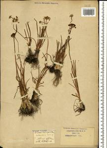 Allium denudatum Redouté, Caucasus, Krasnodar Krai & Adygea (K1a) (Russia)