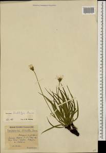 Gelasia seidlitzii (Boiss.) Zaika, Sukhor. & N. Kilian, Caucasus, Krasnodar Krai & Adygea (K1a) (Russia)