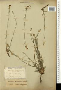 Dianthus marschallii Schischk., Crimea (KRYM) (Russia)