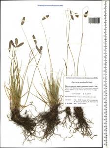 Alopecurus ponticus K.Koch, Caucasus, Krasnodar Krai & Adygea (K1a) (Russia)