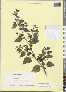 Solanum villosum Mill., Eastern Europe, Central region (E4) (Russia)