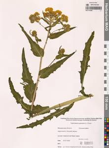 Tephroseris palustris (L.) Fourr., Siberia, Chukotka & Kamchatka (S7) (Russia)