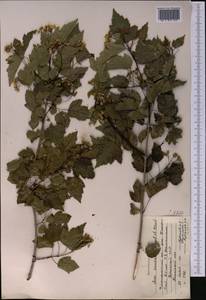 Acer tataricum subsp. semenovii (Regel & Herder) A. E. Murray, Middle Asia, Western Tian Shan & Karatau (M3) (Kyrgyzstan)