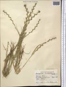 Thinopyrum intermedium subsp. intermedium, Middle Asia, Kopet Dag, Badkhyz, Small & Great Balkhan (M1) (Turkmenistan)