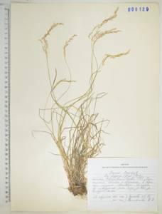 Poa versicolor Besser, Siberia, Russian Far East (S6) (Russia)