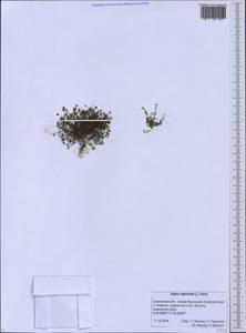 Sagina saginoides (L.) Karst., Siberia, Russian Far East (S6) (Russia)