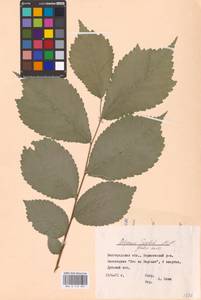 Ulmus glabra Huds., Eastern Europe, Central forest-and-steppe region (E6) (Russia)