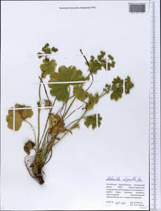 Alchemilla oligantha Juz., Eastern Europe, Eastern region (E10) (Russia)