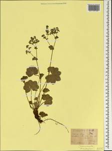 Alchemilla tytthantha Juz., Crimea (KRYM) (Russia)