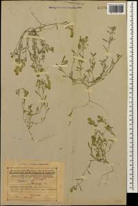 Clypeola jonthlaspi L., Caucasus, Armenia (K5) (Armenia)