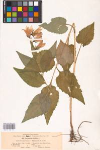 Campanula latifolia L., Eastern Europe, Central region (E4) (Russia)