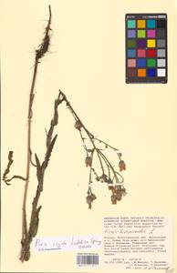 Picris hieracioides subsp. hieracioides, Eastern Europe, Lower Volga region (E9) (Russia)