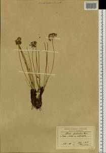 Allium prostratum Trevir., Siberia, Baikal & Transbaikal region (S4) (Russia)