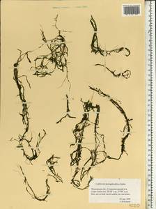 Callitriche hermaphroditica L., Eastern Europe, Moscow region (E4a) (Russia)