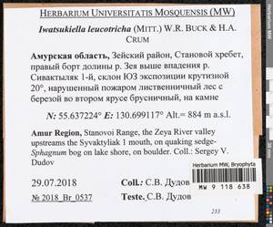 Iwatsukiella leucotricha (Mitt.) W.R. Buck & H.A. Crum, Bryophytes, Bryophytes - Russian Far East (excl. Chukotka & Kamchatka) (B20) (Russia)