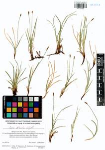 Carex obtusata Lilj., Siberia, Baikal & Transbaikal region (S4) (Russia)