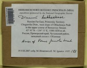 Dicranum viride var. hakkodense (Cardot) Takaki, Bryophytes, Bryophytes - Russian Far East (excl. Chukotka & Kamchatka) (B20) (Russia)