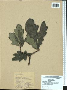 Quercus robur L., Eastern Europe, Central region (E4) (Russia)