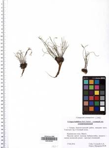 SMR001901, Gagea bulbifera (Pall.) Salisb., Eastern Europe, Middle Volga region (E8) (Russia)