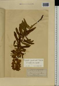 Euphorbia virgata Waldst. & Kit., Eastern Europe, Moscow region (E4a) (Russia)