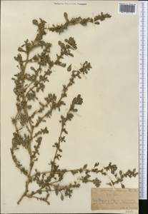 Amaranthus blitoides S. Watson, Middle Asia, Western Tian Shan & Karatau (M3) (Kazakhstan)