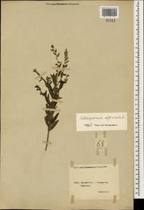 Lithospermum officinale L., Caucasus, Georgia (K4) (Georgia)