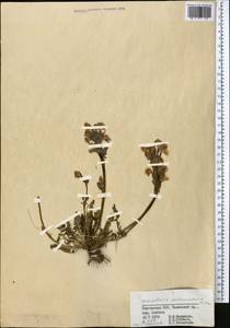 Pedicularis rhinanthoides subsp. rotundata Vved., Middle Asia, Western Tian Shan & Karatau (M3) (Kyrgyzstan)