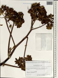 Ferula jaeschkeana Vatke, South Asia, South Asia (Asia outside ex-Soviet states and Mongolia) (ASIA) (India)