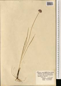 Allium amphibolum Ledeb., Mongolia (MONG) (Mongolia)