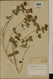 Trifolium hybridum L., Western Europe (EUR) (Germany)