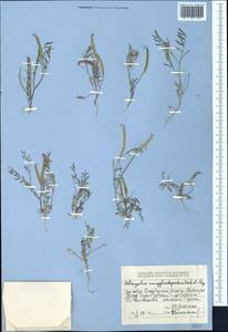 Astragalus campylorhynchus Fischer & C. A. Meyer, Middle Asia, Dzungarian Alatau & Tarbagatai (M5) (Kazakhstan)