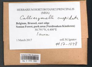 Calliergonella cuspidata (Hedw.) Loeske, Bryophytes, Bryophytes - Western Europe (BEu) (Belgium)