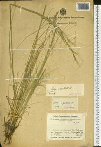 Stipa capillata L., Siberia, Altai & Sayany Mountains (S2) (Russia)