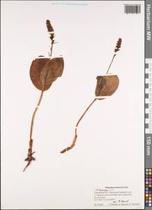 Platanthera chorisiana var. elata Finet, Siberia, Russian Far East (S6) (Russia)
