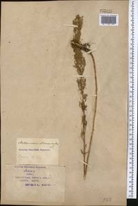 Artemisia dracunculus L., Middle Asia, Syr-Darian deserts & Kyzylkum (M7) (Kazakhstan)