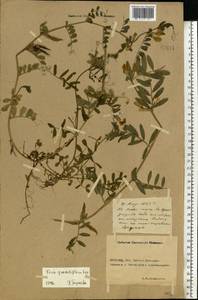 Vicia grandiflora Scop., Eastern Europe, Rostov Oblast (E12a) (Russia)