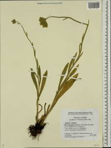 Pilosella echioides subsp. echioides, Eastern Europe, Lower Volga region (E9) (Russia)