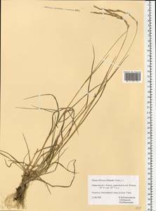 Elymus fibrosus (Schrenk) Tzvelev, Eastern Europe, Central region (E4) (Russia)